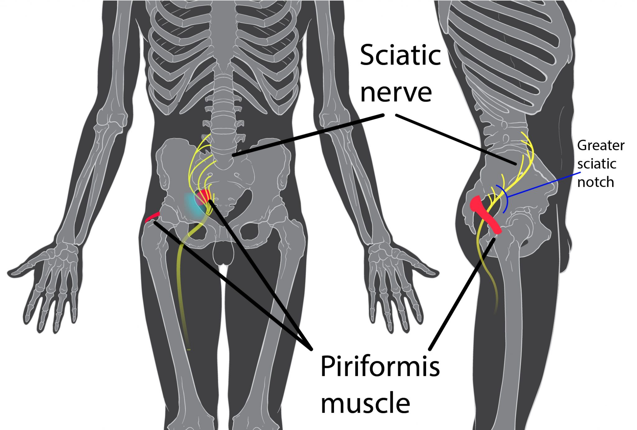 Sciatica And Low Back Pain Are They The Same Thing Specialized Physical Therapy