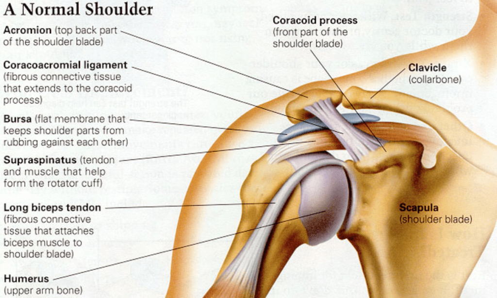 Bicep Impingement And Rotator Cuff Impingement Specialized Physical Therapy 5189