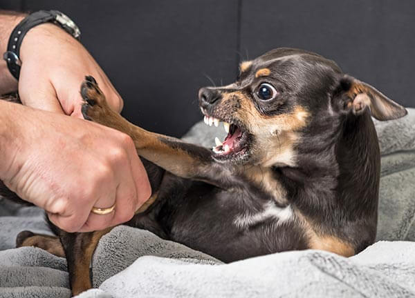 Small Dog Bites